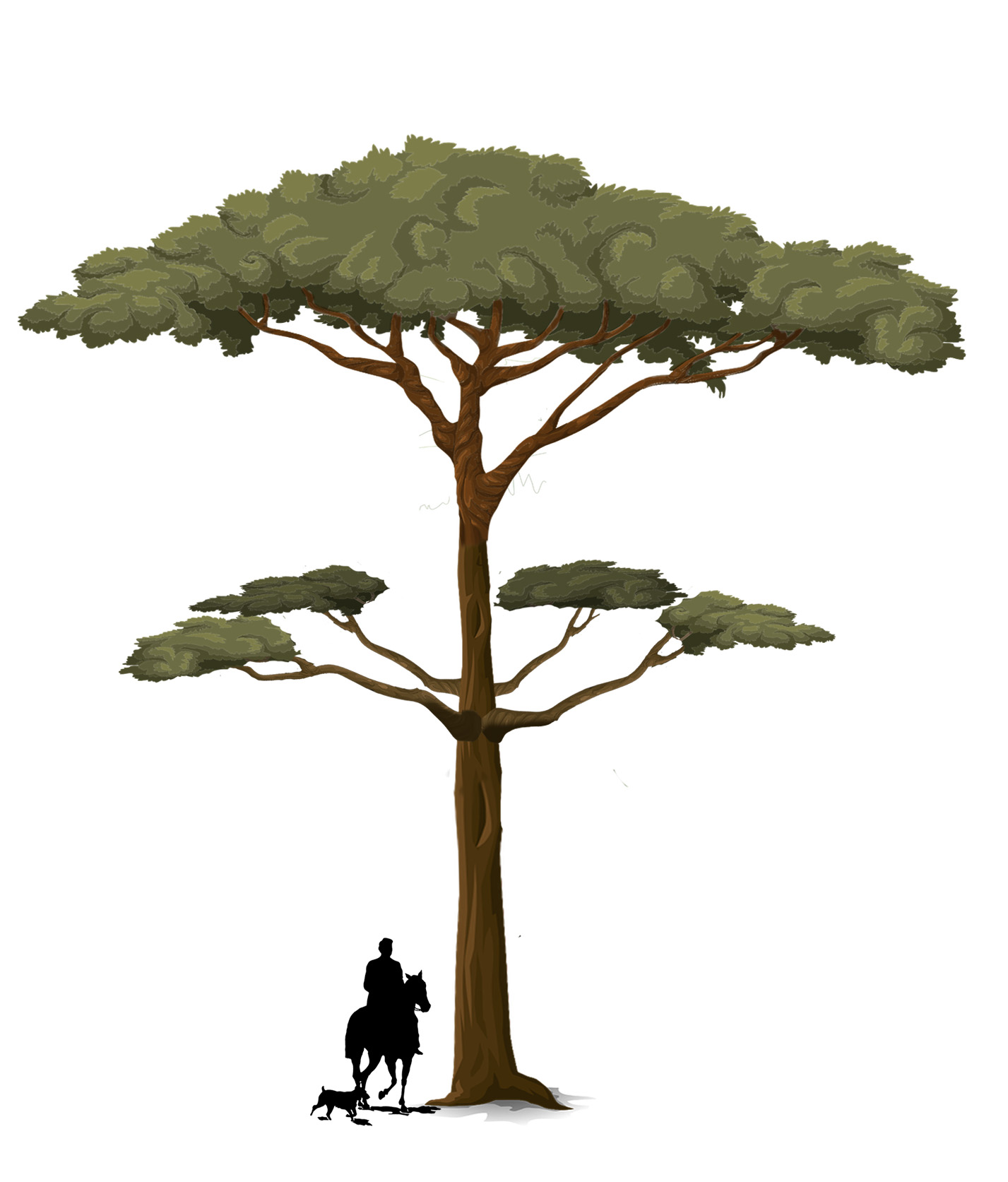 Nool Tree Fantasy Tree – Trilby Plants